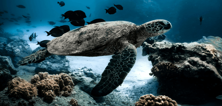loyalmake-turtle
